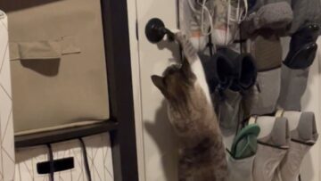 Slick-Cat-Showcases-His-Door-Opening-Skills-A-Feline-Master-of.jpg