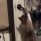 Slick Cat Showcases His Door-Opening Skills: A Feline Master of Independence! | Heartsome