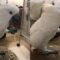 Slow-mo Spaghetti Feast: Adorable Cockatoo takes sweet time | Super Cute