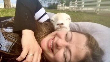 Special-needs-sheep-find-comfort-in-cuddles-with-volunteer.jpg