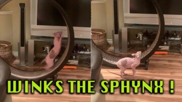 Sphynx-Cat-Speeding-on-Exercise-Wheel-Lightning-Fast-Super.jpg