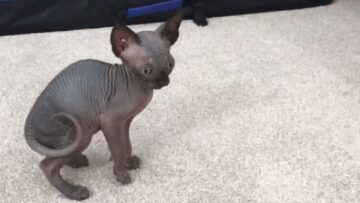 Sphynx-kittens-playfully-frolic-in-adorable-video-Super-Cute.jpg