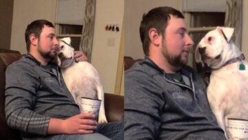 Super-Cute-Dog-Demands-Attention-247-Adorable.jpg