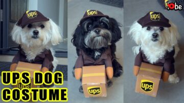 Super-Cute-UPS-Delivery-Halloween-Dog-Costume-Must-See-Video.jpg