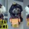 Super Cute UPS Delivery Halloween Dog Costume | Must-See Video 🐶🎃
