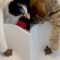 Surprising Cat Behavior Meeting Baby Turtles | Adorable