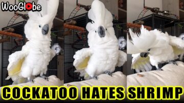 Tantrum-Throwing-Cockatoo-Goes-Wild-Super-Cute.jpg