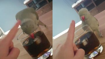Thirsty-Parrot-Looks-for-Rum-Adorable-Cute.jpg
