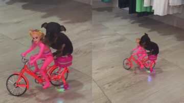 Tiny-Puppy-Rides-Musical-Toy-Bicycle-With-Barbie-Doll.jpg