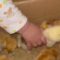 Toddler hilariously tries to eat adorable chick live | Super Cute