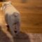 Toddler’s Joyful Reunion with Beloved Dog Will Melt Your Heart! | Heartwarming