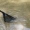 Together, Toddler Bros Reel in a Giant Rainbow Trout! Their Teamwork Will Melt Your Heart | Heartwarming