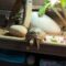 Tortoise Takes an Unexpected Flip—Will It Find Its Feet? | Try Not to Laugh!