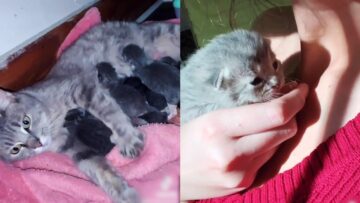 Unexpected-Guests-Stray-Cat-Shares-Her-Adorable-Kittens-with-Us.jpg