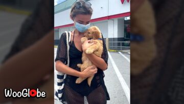 Unveiling-Cuteness-Surprise-Puppy-for-My-Girlfriend-Most-Viral.jpg