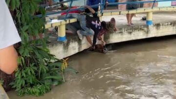 Villagers-Unite-to-Rescue-Pregnant-Cow-from-Rivers-Fury.jpg