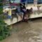 Villagers Unite to Rescue Pregnant Cow from River’s Fury – A Heartwarming Tale of Compassion | Heartwarming