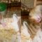 Watch Funny Hamster Falls Asleep | Cute