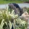 Watch Out! This Cheeky 9-Month-Old Goldendoodle Is a Pro at Pranking Dad! | Try Not to Laugh