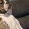 Watch This Adorable Dog’s Heart Overflow with Love for His Human Brother! | Heartsome