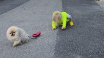 Watch-This-Bold-Toddlers-Epic-Dog-Walking-Adventure-Guaranteed.jpg