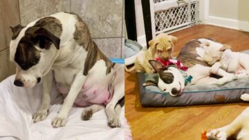 Watch-This-Rescued-Pup-Blossom-into-a-Joyful-Companion.jpg
