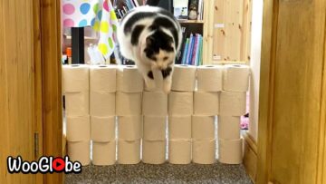 Watch-a-Giant-Cat-Playfully-Tackle-a-Tower-of-Toilet.jpg