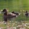 Watch a Mama Ruddy Duck and Her Adorable Ducklings Discover the World Together! | Heartwarming