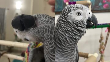 Watch-as-Parrot-Cutely-Learns-and-Responds-to-New-Words.jpg