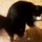 Whirling Whiskers: Cat’s Spinning Blunders in Hilarious Fails! | Try Not to Laugh!