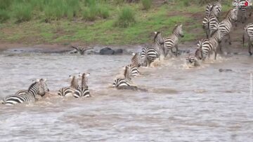 Wild-Wonders-The-Epic-Wildebeest-and-Zebra-Leap-at-Masai.jpg