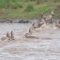 Wild Wonders: The Epic Wildebeest and Zebra Leap at Masai Mara! | Super Viral