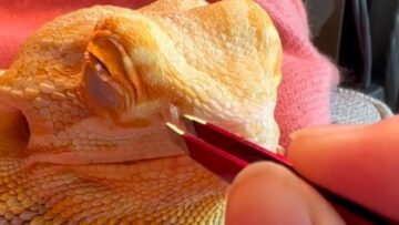 Woman-helps-Bearded-Dragon-shed-nose-skin-Cute.jpg