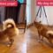 Yoga Dog Masters Stretches | Super Cute