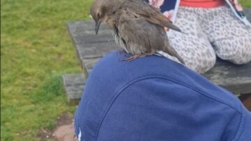A-Wild-Bird-Finds-a-Boys-Head-to-Be-Its.jpg