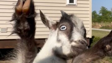 Adorable-Baby-Goat-Enjoys-Playtime-Spinning-Like-a-Toddler.jpg