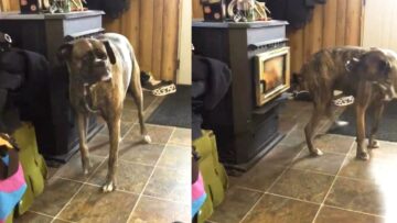 Adorable-Boxer-Dog-Gets-Cozy-by-the-Fire-Super.jpg