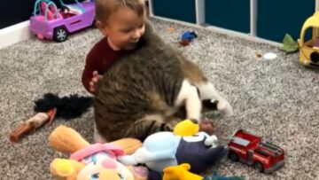 Adorable-Cat-Flips-for-Toddlers-Attention-A-Heartwarming-Bond-in.jpg