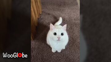 Adorable-Cat-Wiggles-Super-Cute.jpg