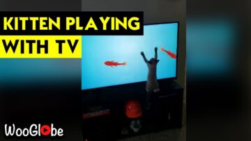 Adorable-Cats-Hilarious-Attempt-to-Catch-Fish-from-TV-Screen.jpg