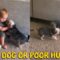 Adorable Dog Entertaining Baby | Super Cute