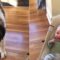 Adorable Dog’s Hilarious Antics Bring Endless Laughter to Baby’s Joyous Day | Heartwarming