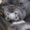 Adorable French Bulldog Snuggles Her Beloved Toy for Sweet Dreams! | Heartwarming