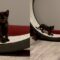 Adorable Kitten Spins on Huge Wheel | Super Cute