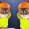 Adorable Orange Cat | Hilarious Feline Antics | Super Cute