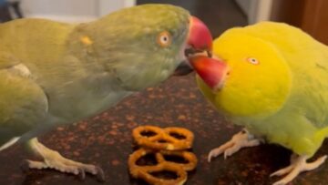 Adorable-Parrots-Show-Their-Affection-with-Sweet-Regurgitation-Moments.jpg