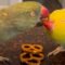 Adorable Parrots Show Their Affection with Sweet Regurgitation Moments | Heartwarming