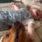 Adorable baby can’t stop giggling as dog sneezes | Super Cute