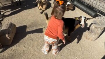 Adorable-toddler-walks-away-as-playful-miniature-goats-get-mischievous.jpg