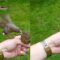 An Irishman’s Heartwarming Encounter with a Sweet Baby Robin | Heartsome